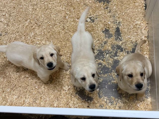 Yellow English Male Puppy Available! media 3