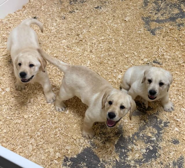 Yellow English Male Puppy Available! media 4