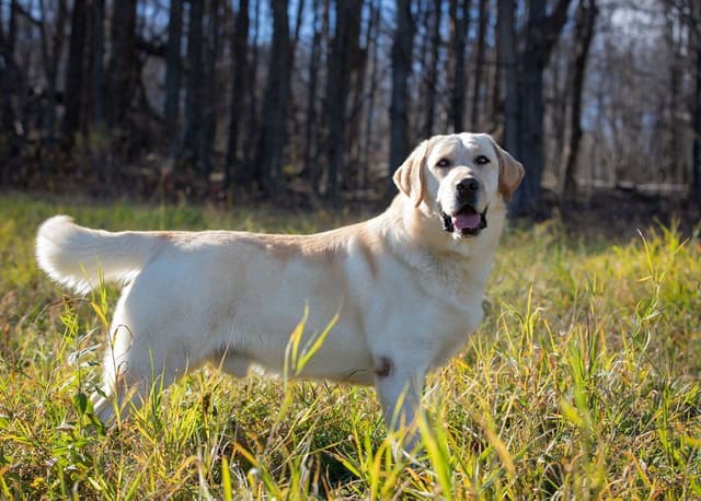 Yellow English Male Puppy Available! media 15