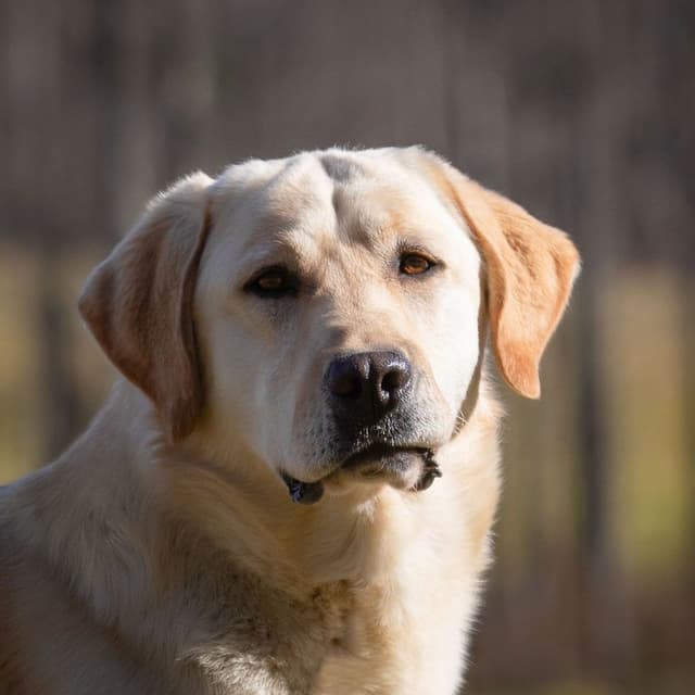 Yellow English Male Puppy Available! media 14
