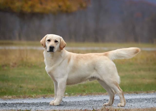 Yellow English Male Puppy Available! media 16