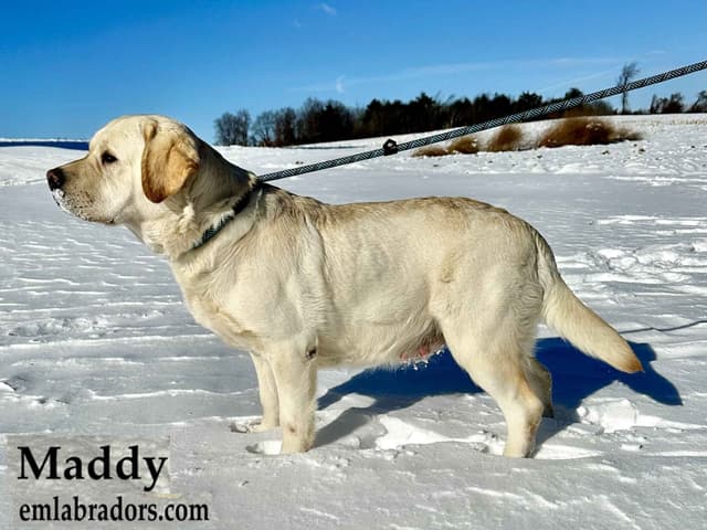 Yellow English Male Puppy Available! media 17