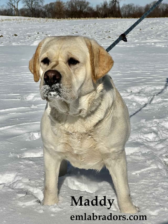 Yellow English Male Puppy Available! media 18