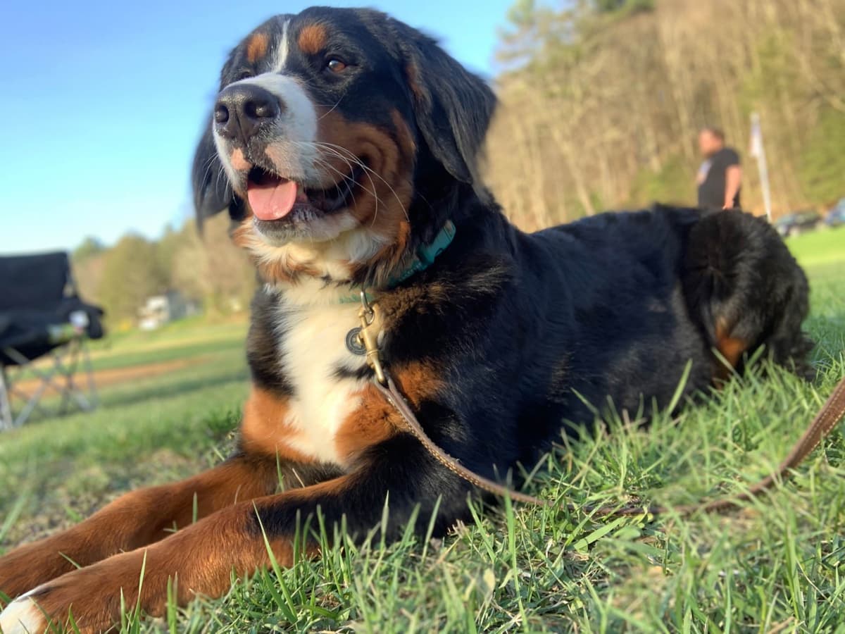 Bernese Mountain Dog Puppies breeder image 1