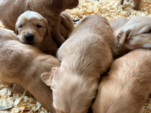 Golden Retriever Puppies media 2