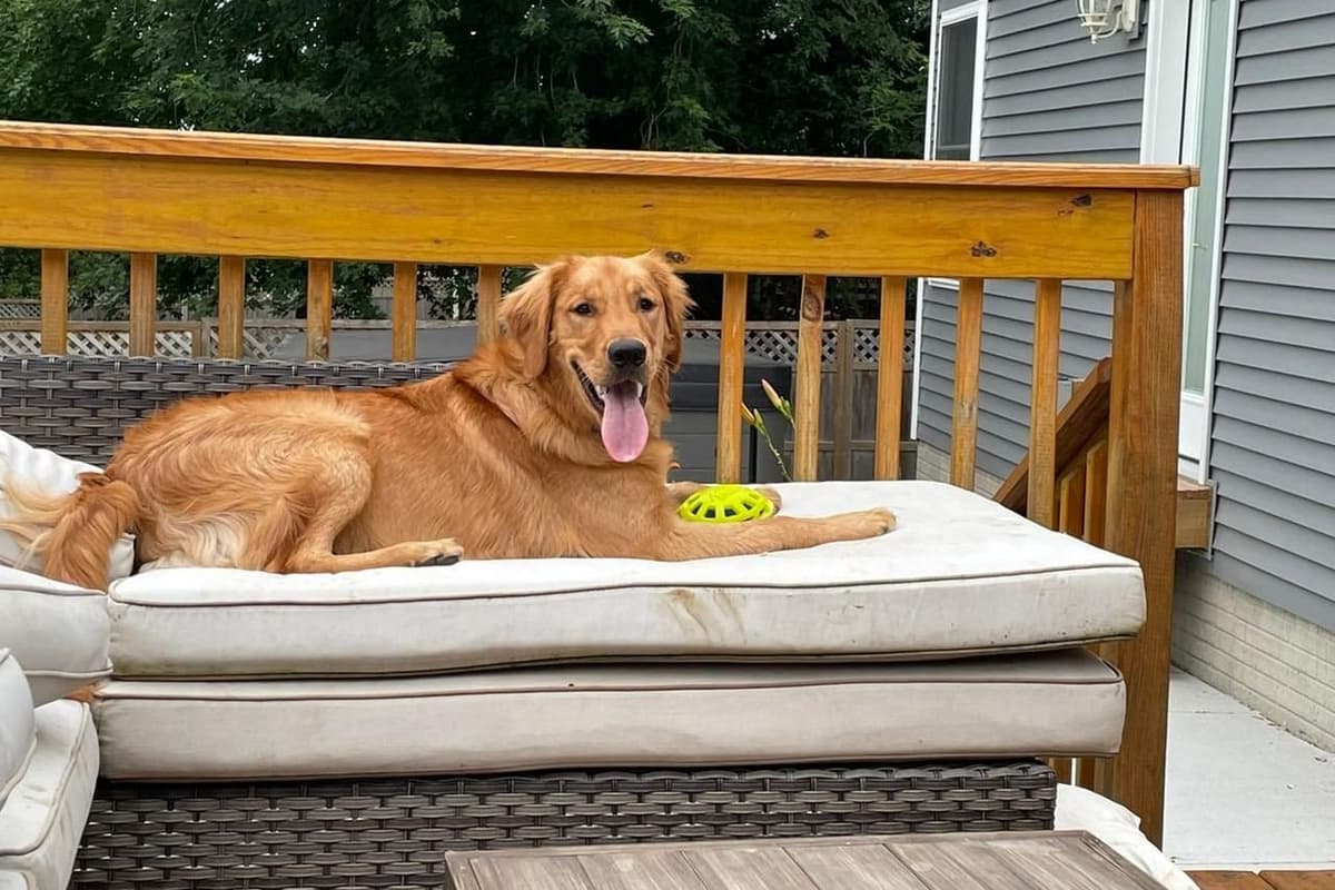Golden Retriever Puppies breeder image 3