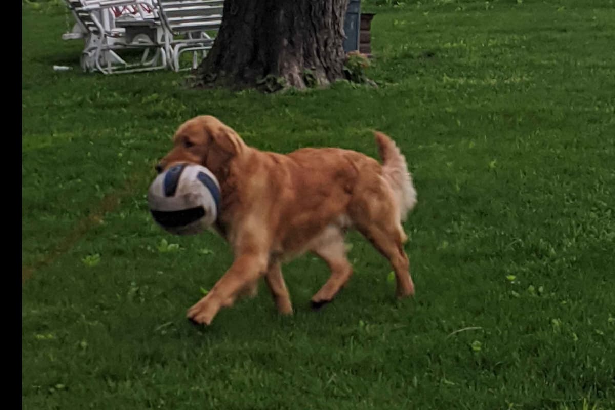 Golden Retriever Puppies breeder image 4