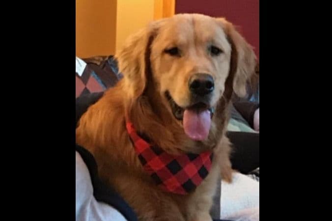 Golden Retriever Puppies breeder image 5
