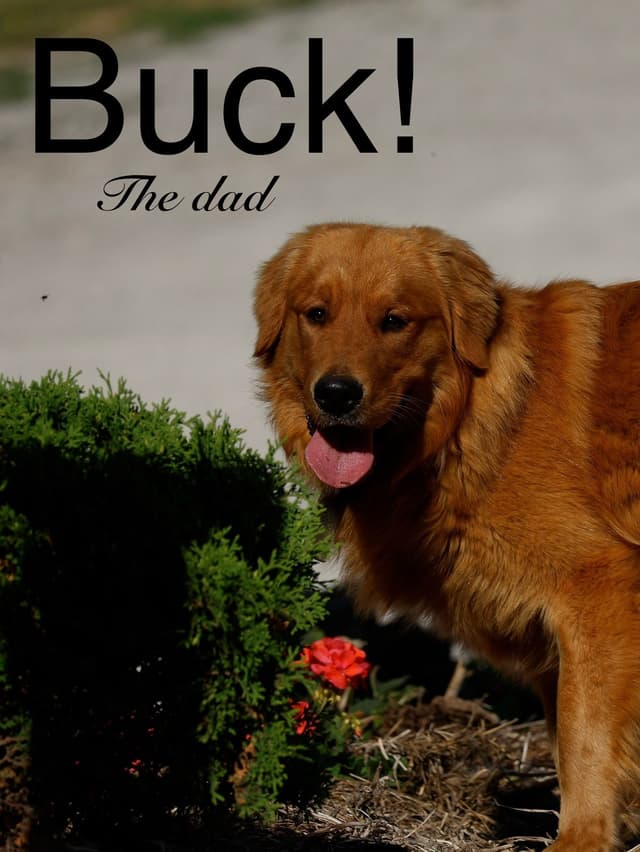 Golden Retriever Puppies media 2