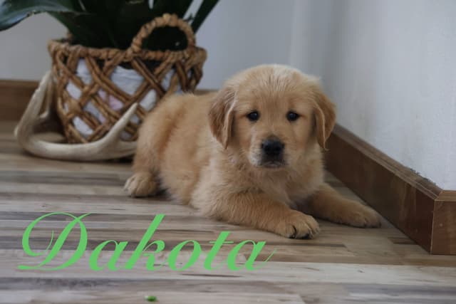 Golden Retriever Puppies media 3