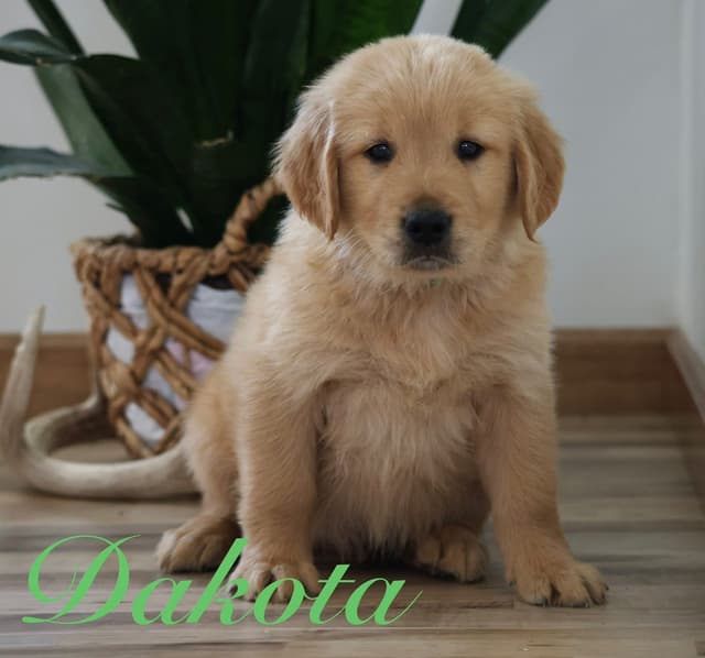 Golden Retriever Puppies media 4