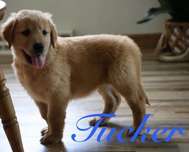 Golden Retriever Puppies media 5