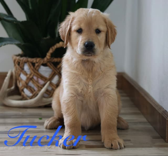 Golden Retriever Puppies media 6