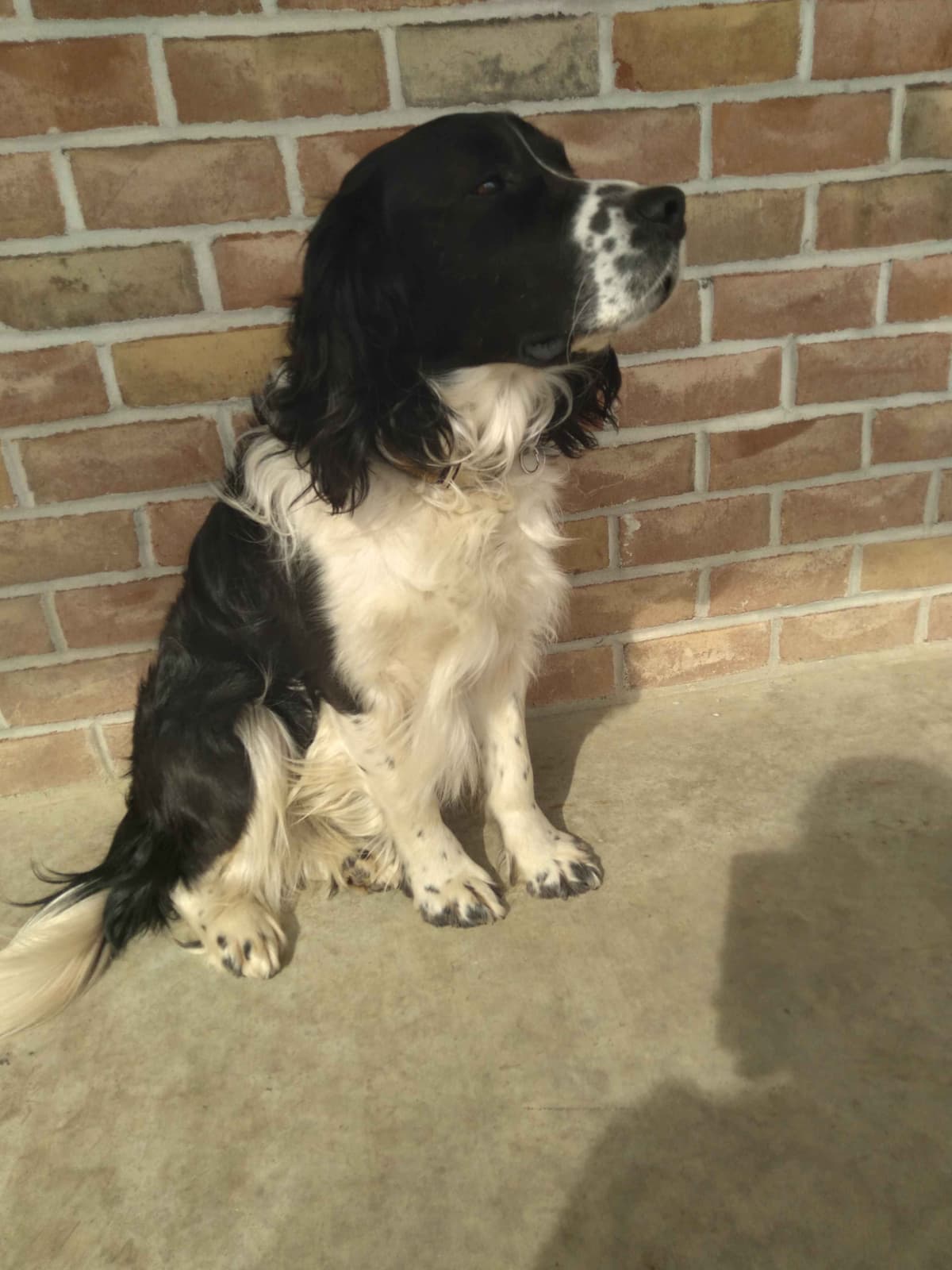 English Springer Spaniel Puppies breeder image 2