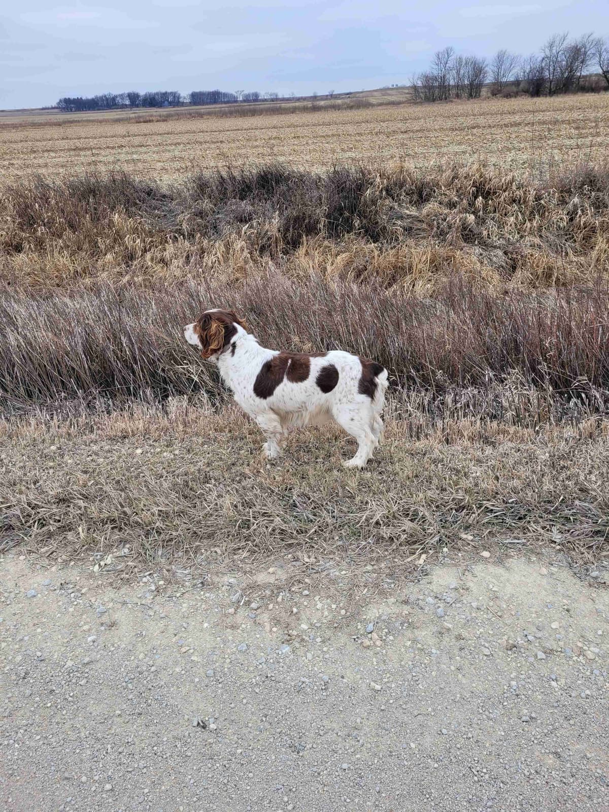 English Springer Spaniel Puppies breeder image 5