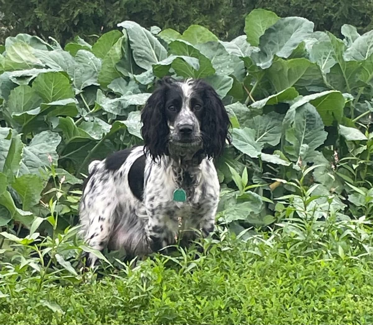 English Springer Spaniel Puppies breeder image 9
