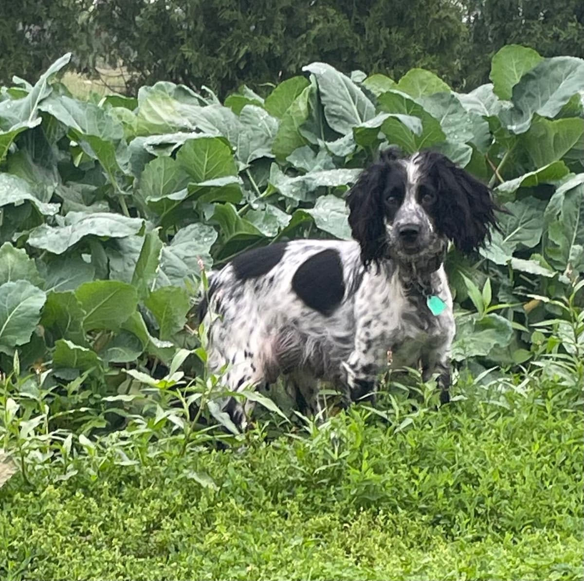 English Springer Spaniel Puppies breeder image 10