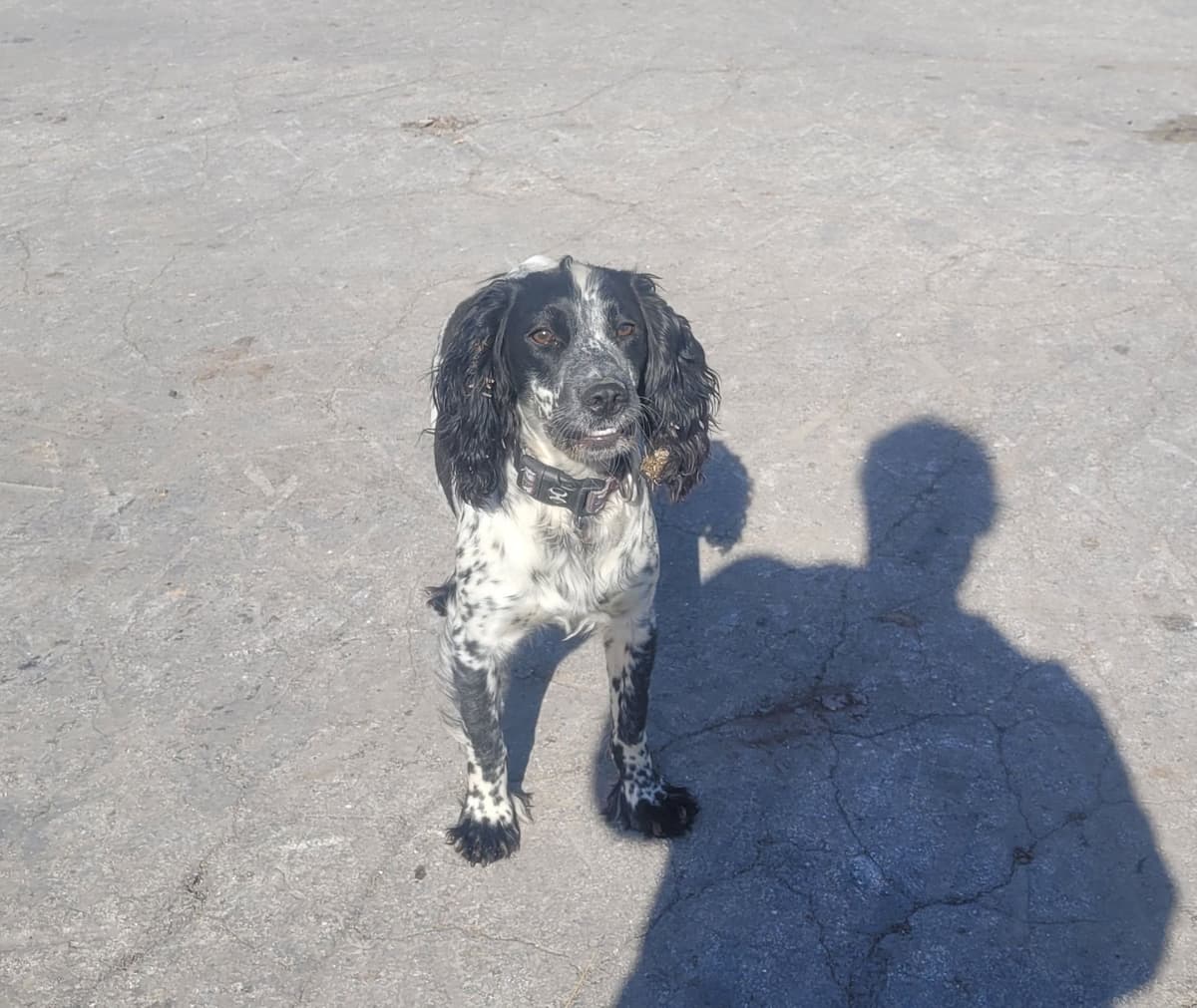 English Springer Spaniel Puppies breeder image 11