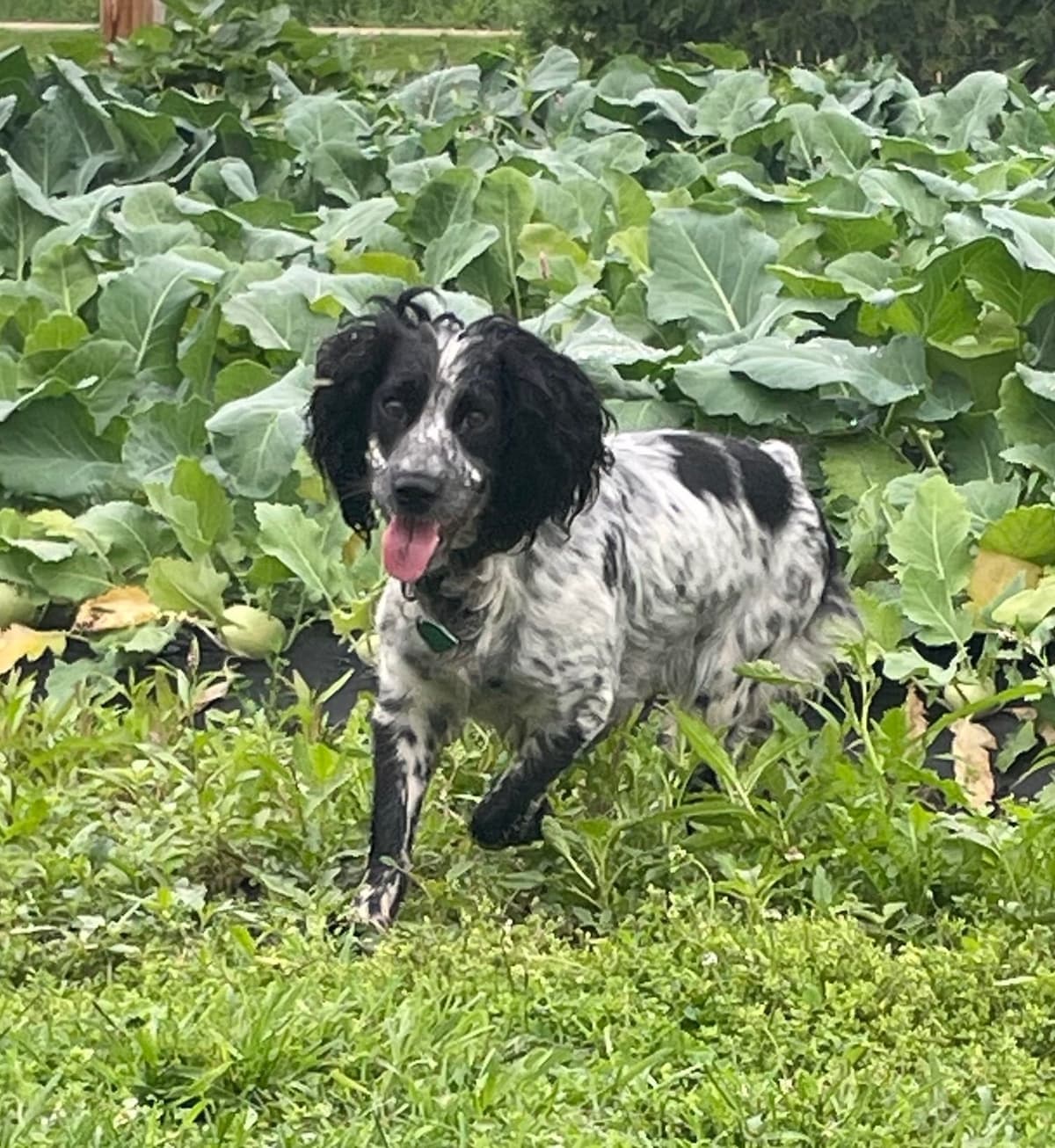 English Springer Spaniel Puppies breeder image 12