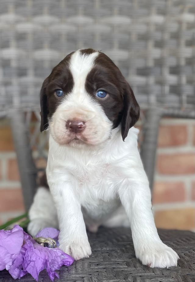 English Springer Spaniel Puppies media 9