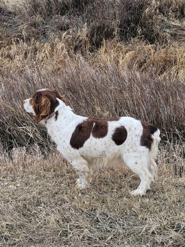 English Springer Spaniel Puppies media 6
