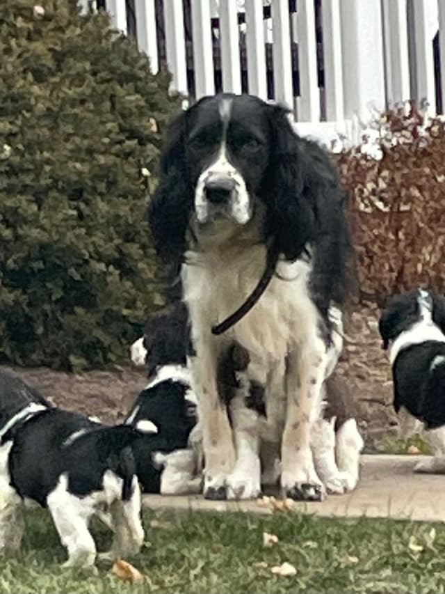 English Springer Spaniel Puppies media 8