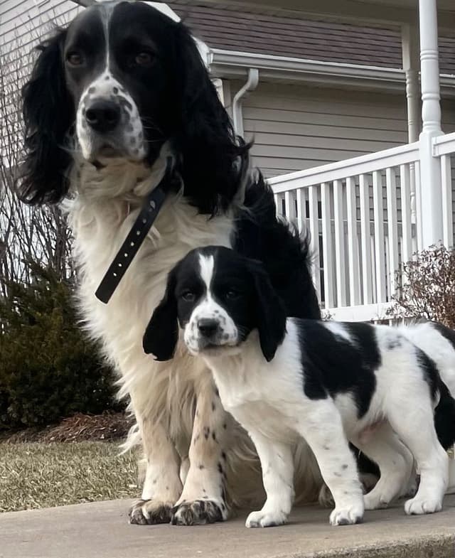 English Springer Spaniel Puppies media 7