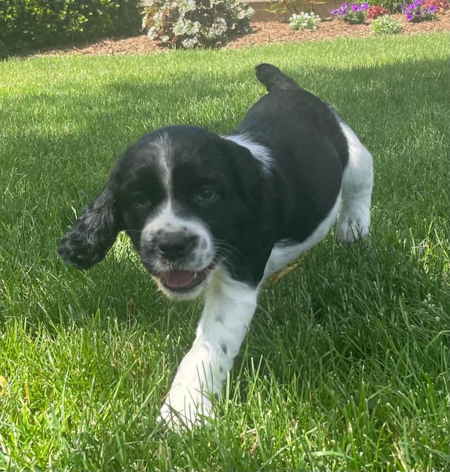 English Springer Spaniel Puppies media 2