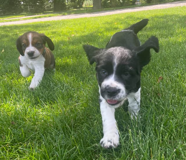 English Springer Spaniel Puppies media 3