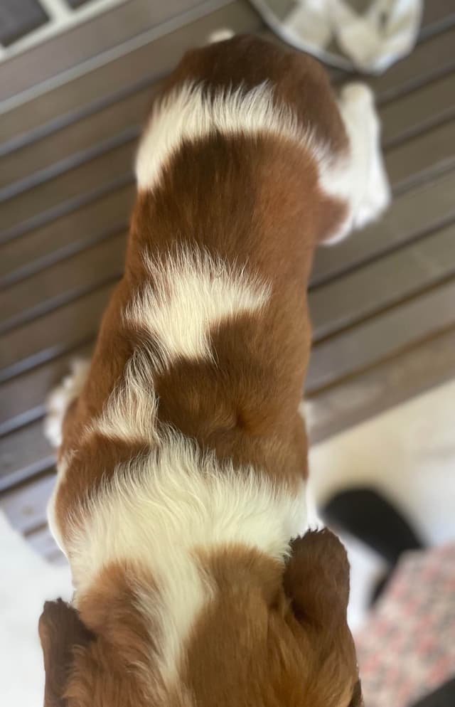 English Springer Spaniel Puppies media 4