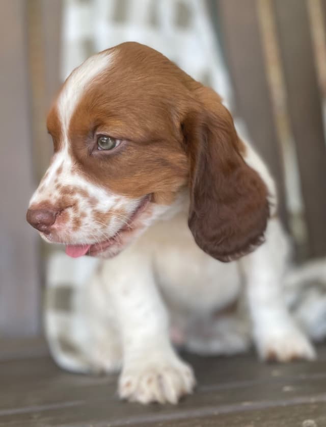English Springer Spaniel Puppies media 5