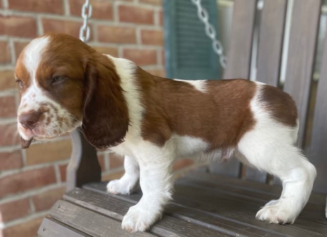 English Springer Spaniel Puppies media 6