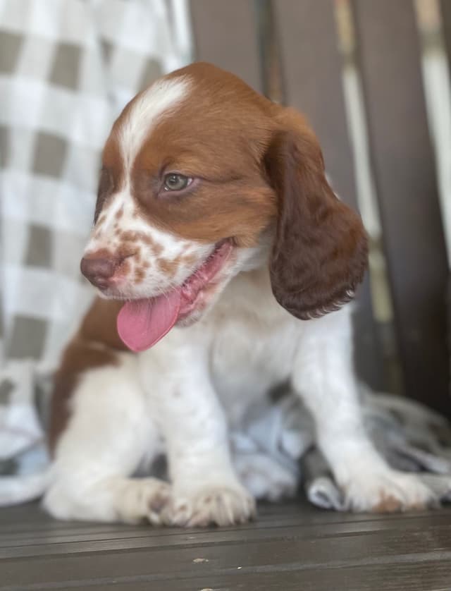 English Springer Spaniel Puppies media 7