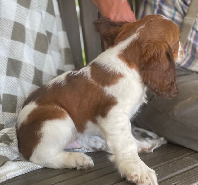 English Springer Spaniel Puppies media 9