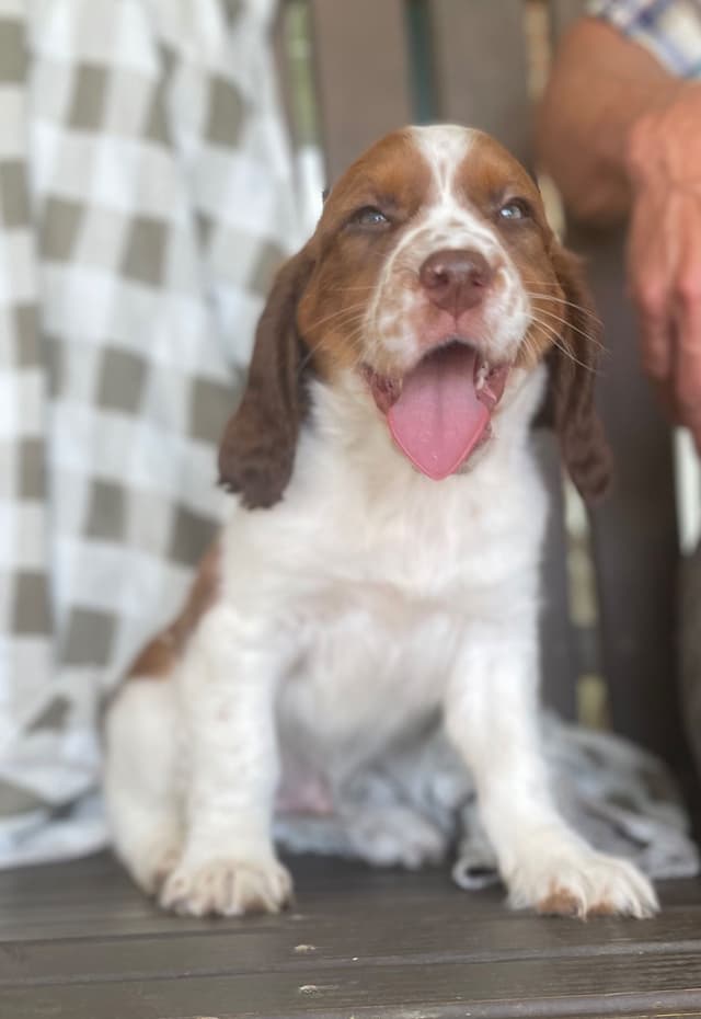 English Springer Spaniel Puppies media 10