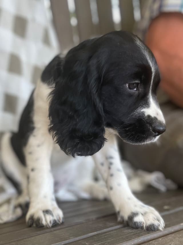 English Springer Spaniel Puppies media 11