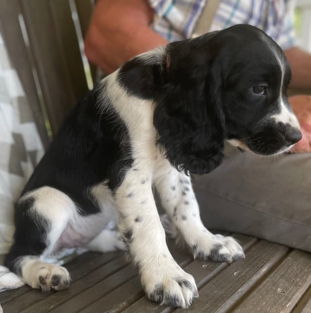 English Springer Spaniel Puppies media 13