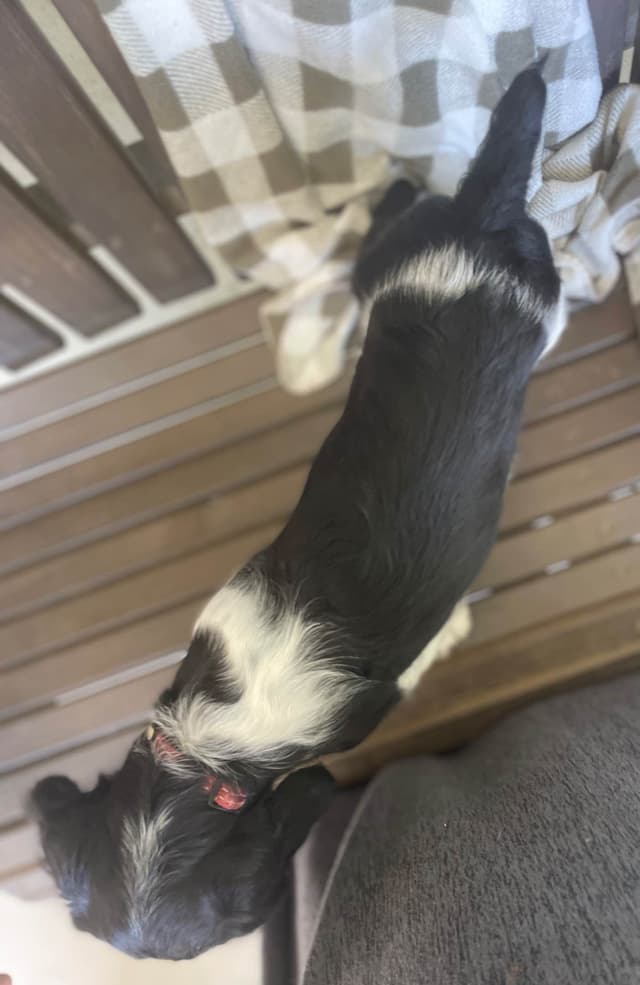 English Springer Spaniel Puppies media 15