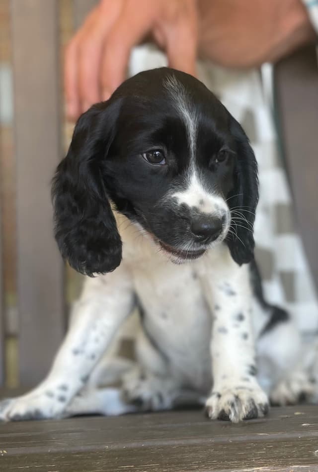 English Springer Spaniel Puppies media 17