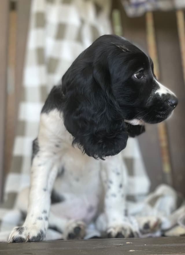 English Springer Spaniel Puppies media 18
