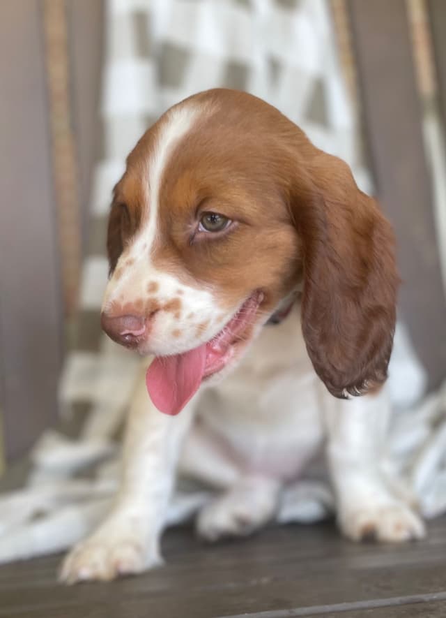 English Springer Spaniel Puppies media 19
