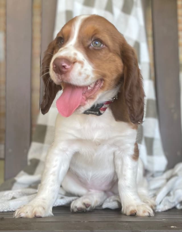 English Springer Spaniel Puppies media 20