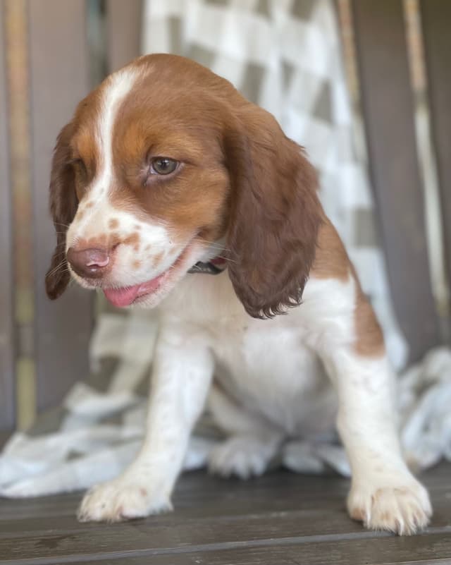 English Springer Spaniel Puppies media 21