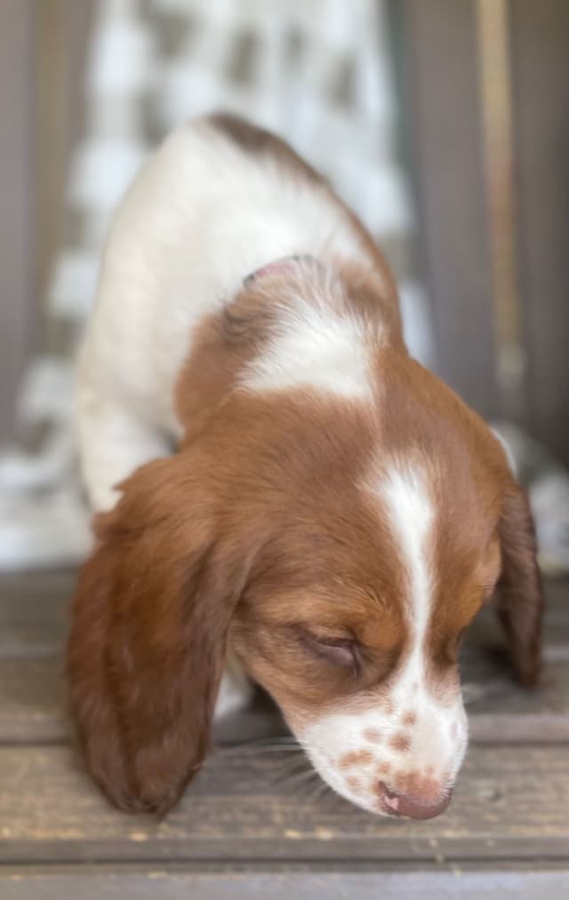English Springer Spaniel Puppies media 22