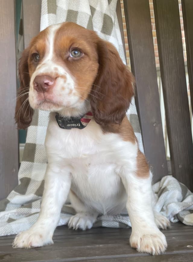 English Springer Spaniel Puppies media 23