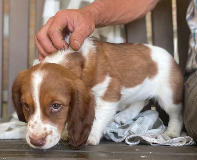 English Springer Spaniel Puppies media 24