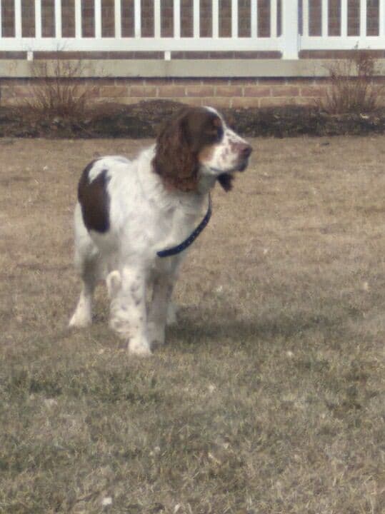 English Springer Spaniel Puppies media 26