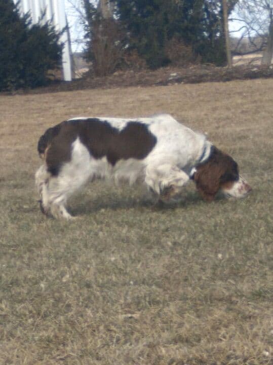 English Springer Spaniel Puppies media 27