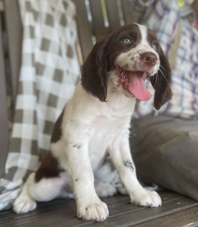 English Springer Spaniel Puppies media 2