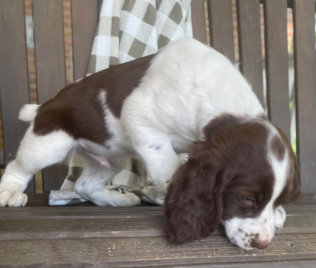English Springer Spaniel Puppies media 3